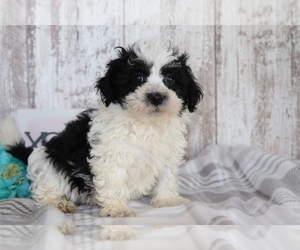 Havanese Puppy for Sale in SHILOH, Ohio USA