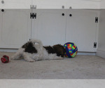 Small Photo #3 F2 Aussiedoodle Puppy For Sale in KINSTON, NC, USA