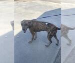 Small Catahoula Leopard Dog