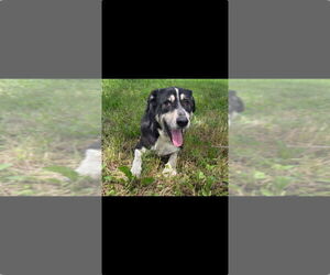 Medium Labrador Retriever Mix