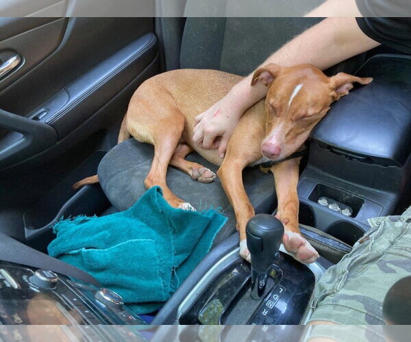 Medium Photo #29 American Pit Bull Terrier-Blue Lacy Mix Puppy For Sale in Rockaway, NJ, USA