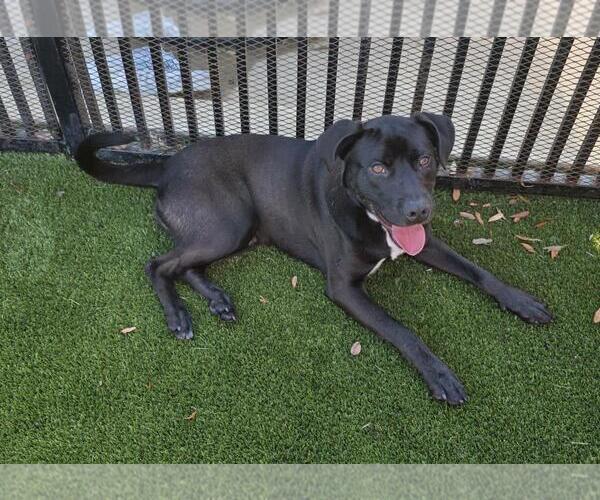 Medium Photo #11 Labrador Retriever-Unknown Mix Puppy For Sale in Rockwall, TX, USA