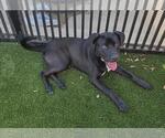 Small #10 Labrador Retriever Mix