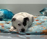 Small #15 American Bulldog-Labrador Retriever Mix