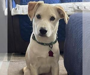Ricky - Male Labrador Retriever-Unknown Mix Dog for Adoption - Photo #8