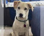 Small Photo #8 Labrador Retriever-Unknown Mix Puppy For Sale in San Diego, CA, USA