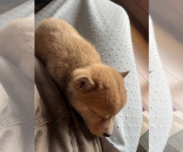 Medium Photo #9 Shiba Inu Puppy For Sale in SCHUYLKILL HAVEN, PA, USA