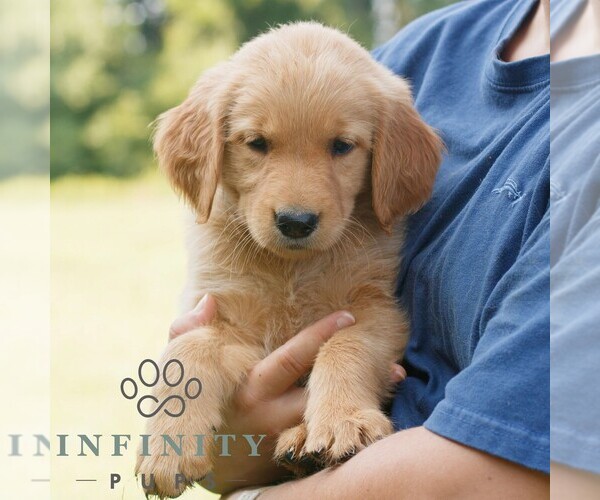Medium Photo #3 Golden Retriever Puppy For Sale in GAP, PA, USA