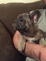 Puppy 1 French Bulldog