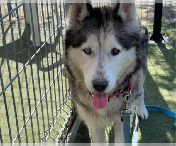 Medium Photo #2 Siberian Husky Puppy For Sale in Martinez, CA, USA