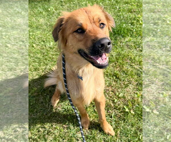 Medium Photo #2 Siberian Husky-Unknown Mix Puppy For Sale in Corona, CA, USA