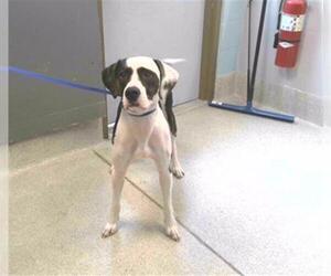 Great Dane-Labrador Retriever Mix Dogs for adoption in Tallahassee, FL, USA