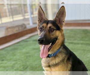 German Shepherd Dog Dogs for adoption in San Diego, CA, USA