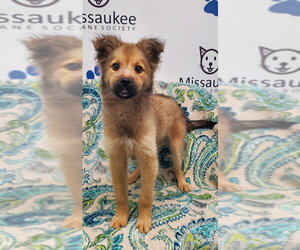 Mutt Dogs for adoption in Lake City, MI, USA