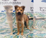 Small Mutt