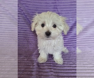 Maltese Puppy for sale in BEAR RIVER, WY, USA