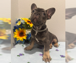 Small #4 French Bulldog