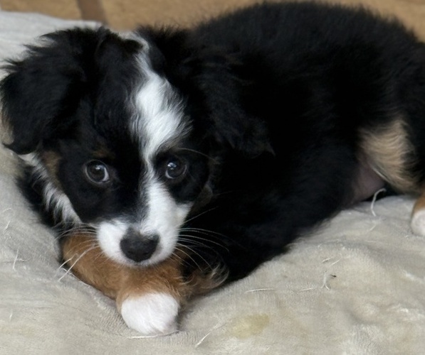 Medium Photo #4 Miniature Australian Shepherd Puppy For Sale in FORT MYERS, FL, USA