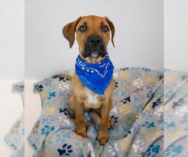 Medium Photo #3 Bull-Boxer Puppy For Sale in Kennesaw, GA, USA