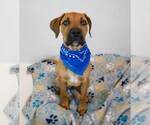 Small #2 Bull-Boxer