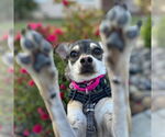 Small #11 Chihuahua Mix