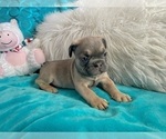 Small #4 French Bulldog