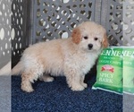 Small #1 Poochon