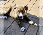 Small American Staffordshire Terrier Mix