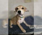 Small Doberman Pinscher-Labrador Retriever Mix