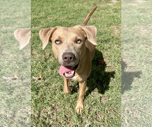 Medium Photo #2 Labrador Retriever-Staffordshire Bull Terrier Mix Puppy For Sale in Corning, AR, USA