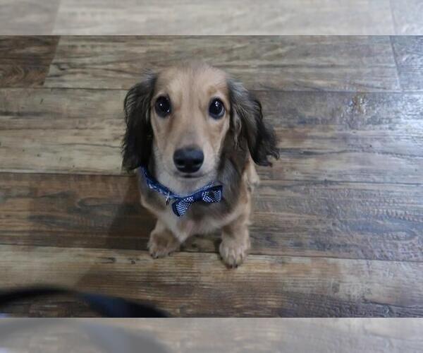 Medium Photo #5 Dachshund Puppy For Sale in HAWESVILLE, KY, USA