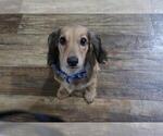 Small Photo #5 Dachshund Puppy For Sale in HAWESVILLE, KY, USA