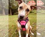 FAWN - Female American Pit Bull Terrier Dog for Adoption - Small photo