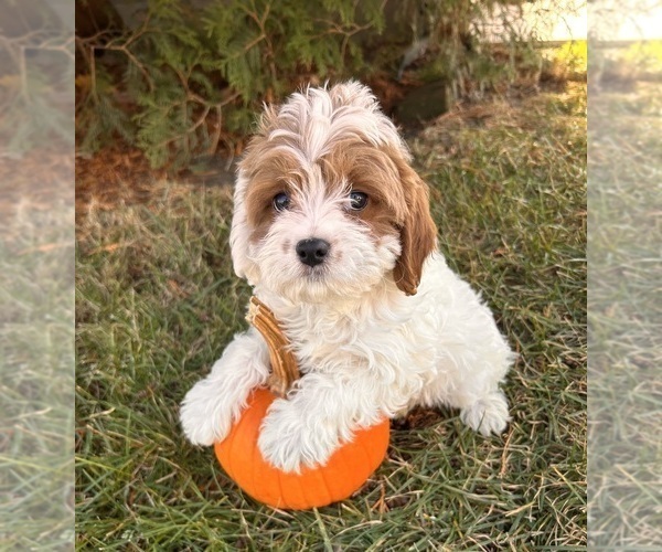 Medium Photo #2 Cavapoo Puppy For Sale in MIDDLEBURY, IN, USA