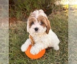 Small #1 Cavapoo