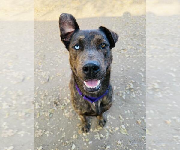 Medium Photo #3 Catahoula Leopard Dog-Mastiff Mix Puppy For Sale in Santa Barbara, CA, USA