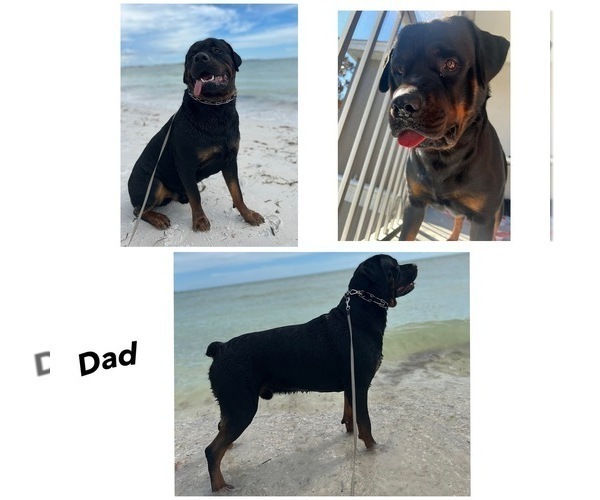 Medium Photo #1 Rottweiler Puppy For Sale in CLEARWATER, FL, USA