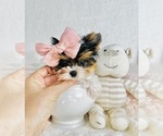 Small #12 Yorkshire Terrier