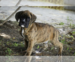 Small #1 Boxer
