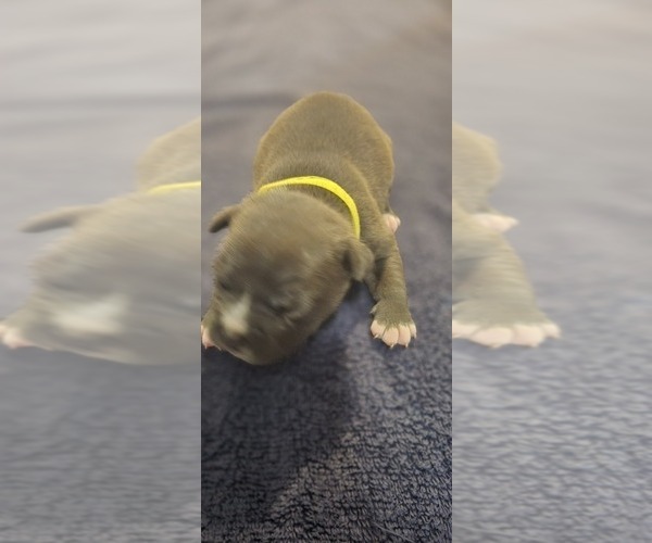 Medium Photo #23 American Bully Puppy For Sale in KISSIMMEE, FL, USA
