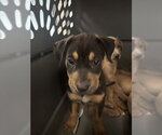 Small American Pit Bull Terrier-Labrador Retriever Mix