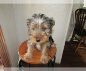 Yorkshire Terrier Puppy for sale in SOUTH BEND, IN, USA