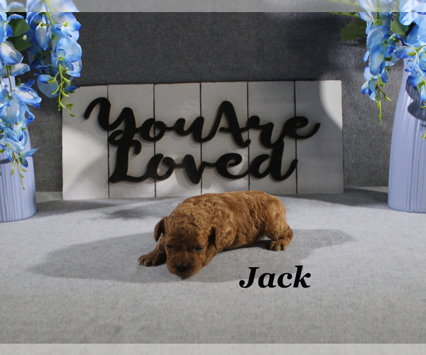 Medium Photo #2 Poodle (Toy) Puppy For Sale in CHANUTE, KS, USA