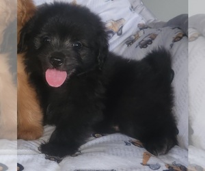 Pom-A-Poo Puppy for sale in OTTAWA, OH, USA