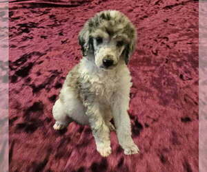 Poodle (Standard) Puppy for sale in INDIAN LAND, SC, USA