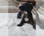 Small #8 American Staffordshire Terrier Mix