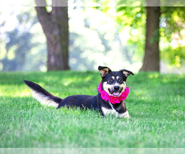 Medium Photo #5 Red Heeler-Unknown Mix Puppy For Sale in Unionville, PA, USA