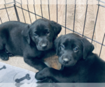 Small Photo #7 Labrador Retriever Puppy For Sale in NORTON SHORES, MI, USA