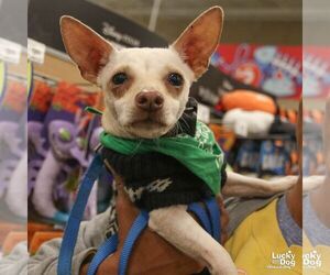 Ringo - Male Chihuahua-Unknown Mix Dog for Adoption - Photo #3