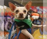 Small Photo #3 Chihuahua-Unknown Mix Puppy For Sale in Washington, DC, USA